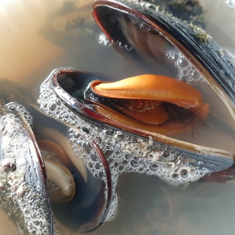 옛뜰,자연산섭국 2팩